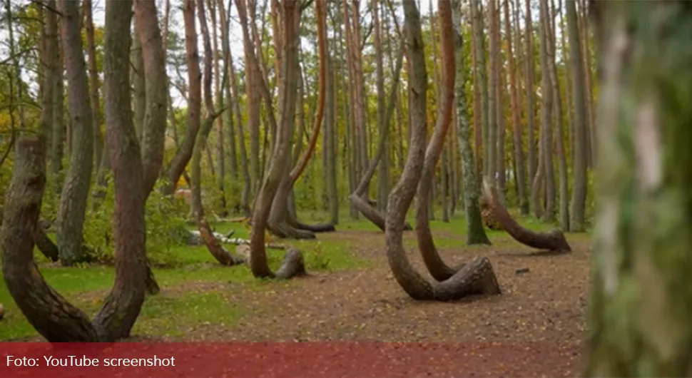 Мистериозна искривљена шума збуњује биологе и научнике