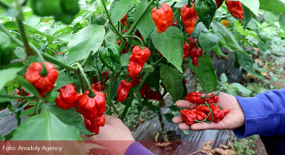 Zalijevajte paradajz i paprike ovim rastvorom i rodiće kao nikada prije