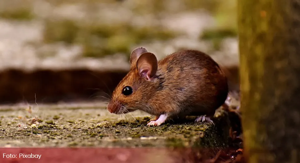 Ovo su neobična mjesta na kojima se miševi znaju kriti u domu