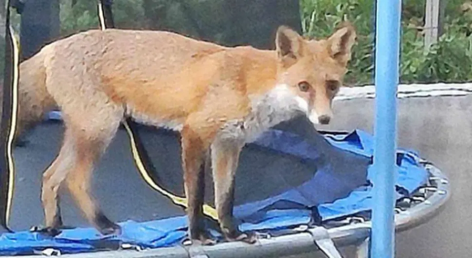 Lisica se poigrala na trampolini u Banjaluci