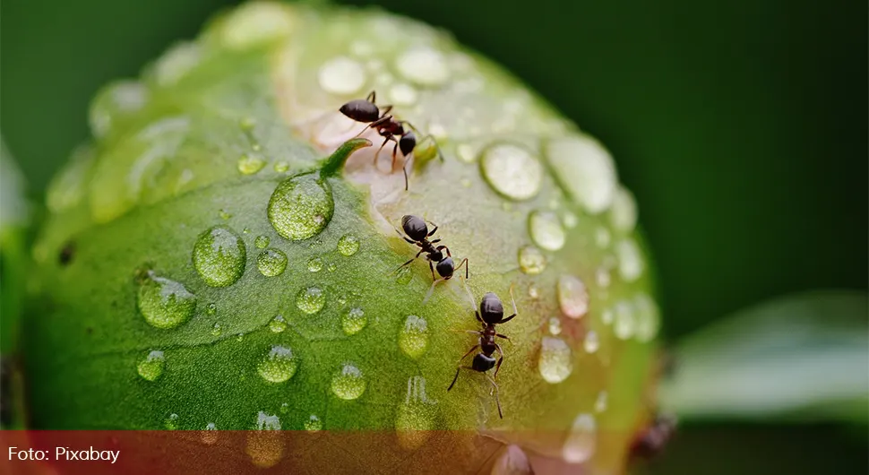 Појела мрава и заразила се тешком болешћу