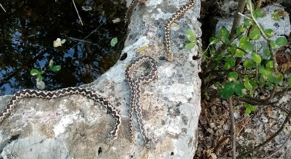 Odsjekle su mi se ruke i noge: Lovac uletio u hrpu zmija otrovnica