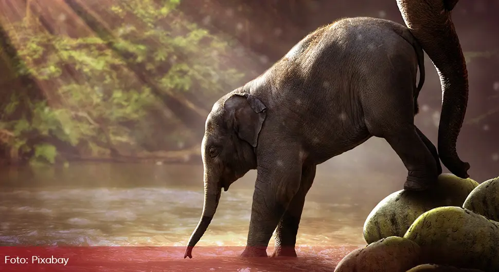 Priča o Motiju, najrjeđem slonu na svijetu