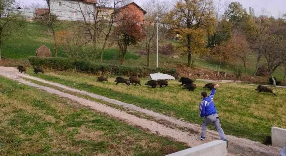 Krdo divljih svinja upalo u selo, uplašeni mještani vrištali