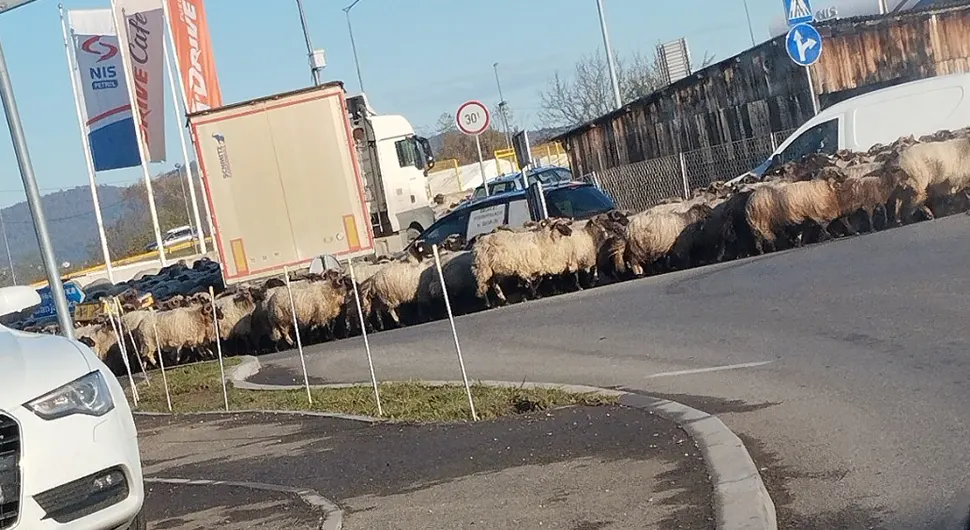 Овце зауставиле саобраћај у Трну