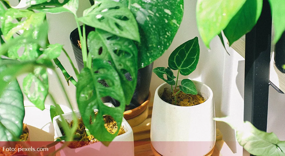Трик за љубитеље биљака: Ево како да цвијеће буде бујније
