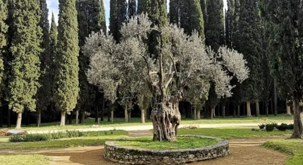 Посадио га цар Душан Силни: Ово је најстарије српско дрво, ево гдје се налази!
