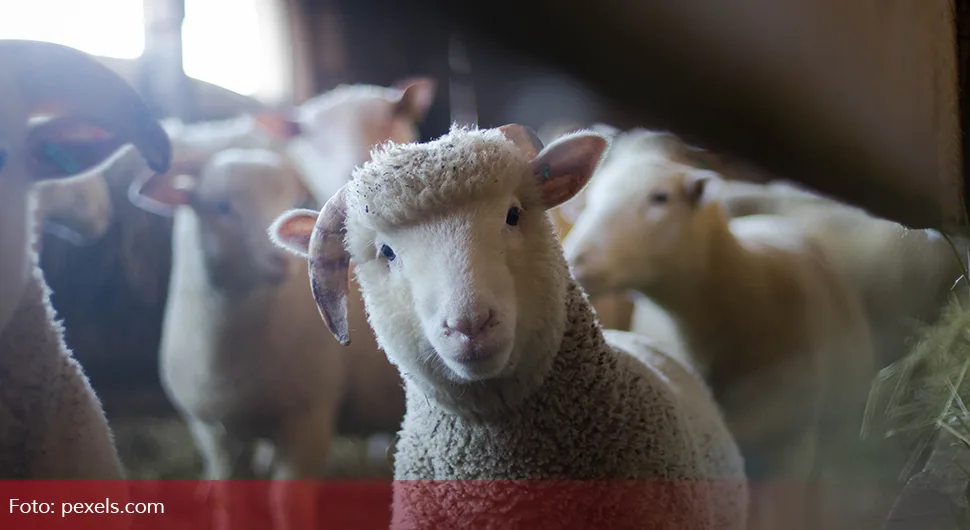 Farmeri ne znaju šta će sa ovcama