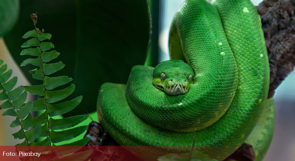 Pobjegla zelena mamba, izuzetno je otrovna