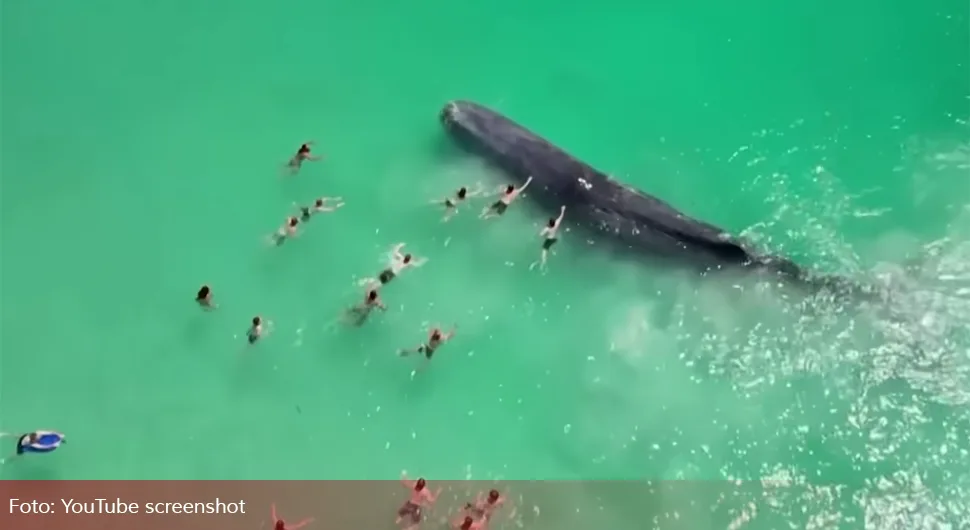 Након насукавања угинуо кит који је пливао с купачима