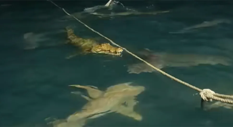 Јато ајкула напало крокодила: Овакав обрачун никад прије није снимљен