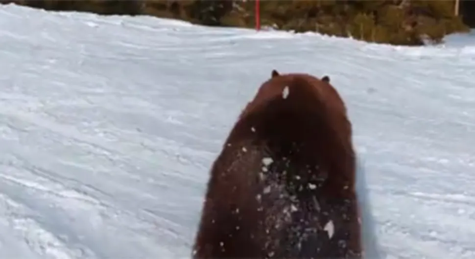 Zamalo sudar: Skijaš snimio blizak susret s medvjedom