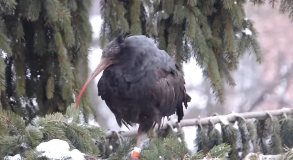 Najrjeđa ptica na svijetu odletjela iz BiH i uginula