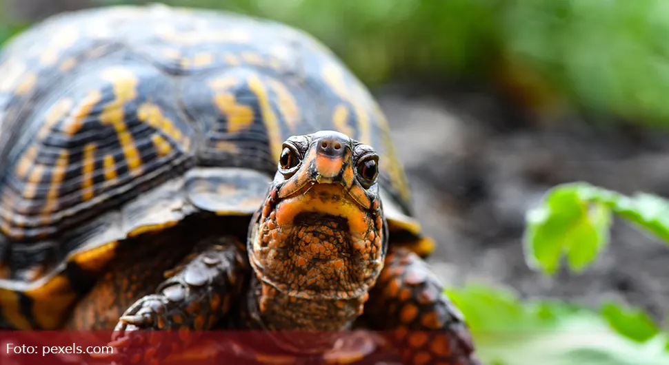 Najstarija kornjača na svijetu proslavila 191. rođendan