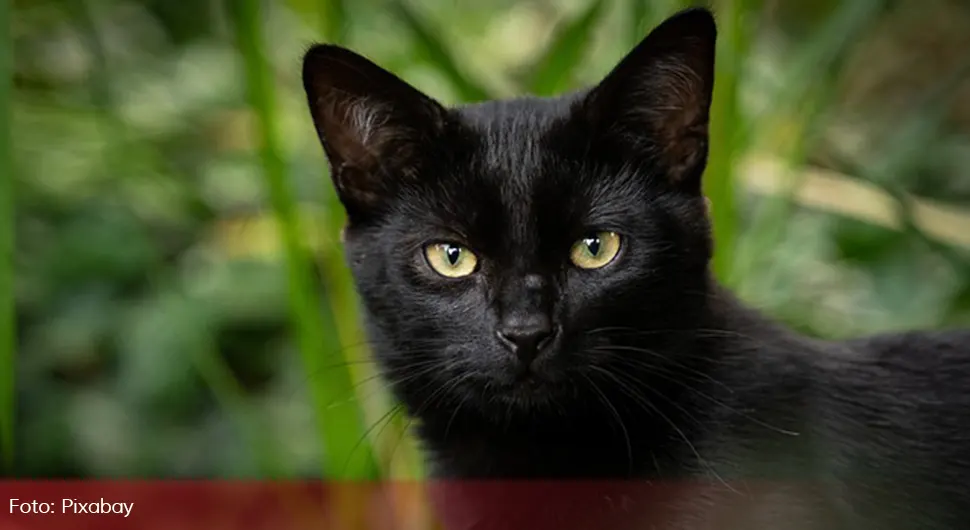 Манијак пали мачке код Ниша, двије угинуле: Нуди се 1.000 евра за информације