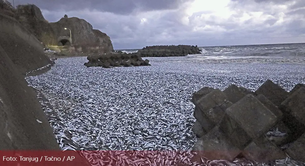 Језив призор: Неколико хиљада тона угинуле рибе на обалама