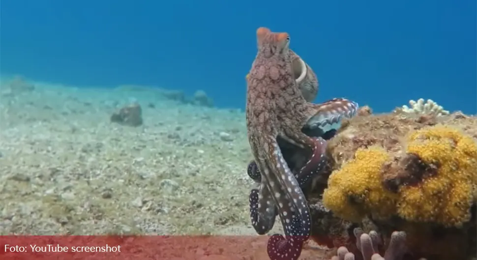 DNK hobotnice otkrio šta se desilo na Antarktiku prije 120.000 godina