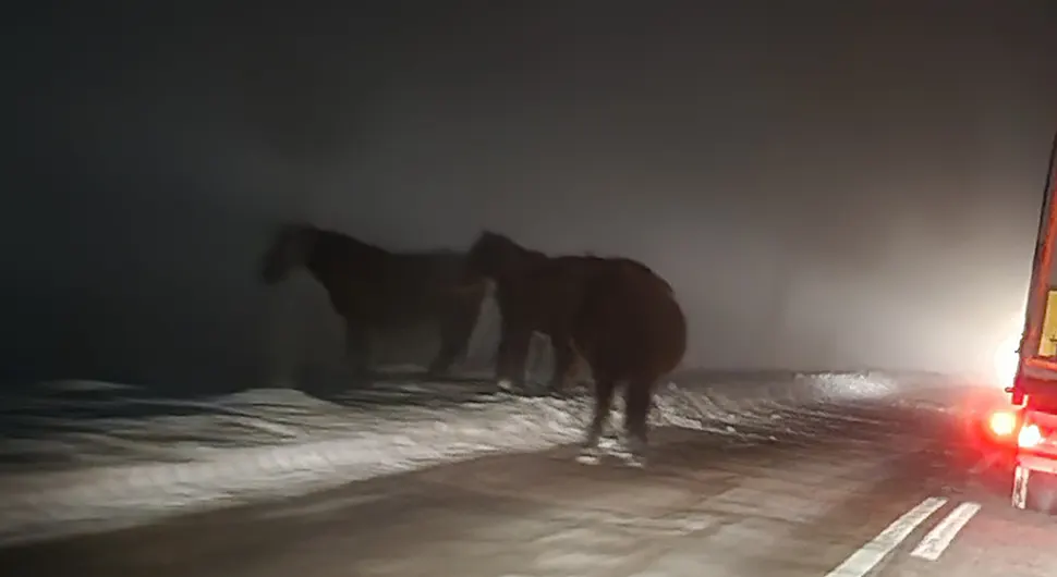 Возачи, опрез: Коњи на путу, магла отежава саобраћај