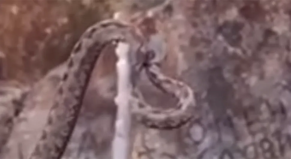Invazija zmija otrovnica usred zime na popularnoj planini