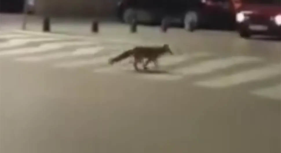 Lisica prošetala usred bh. grada - VIDЕO
