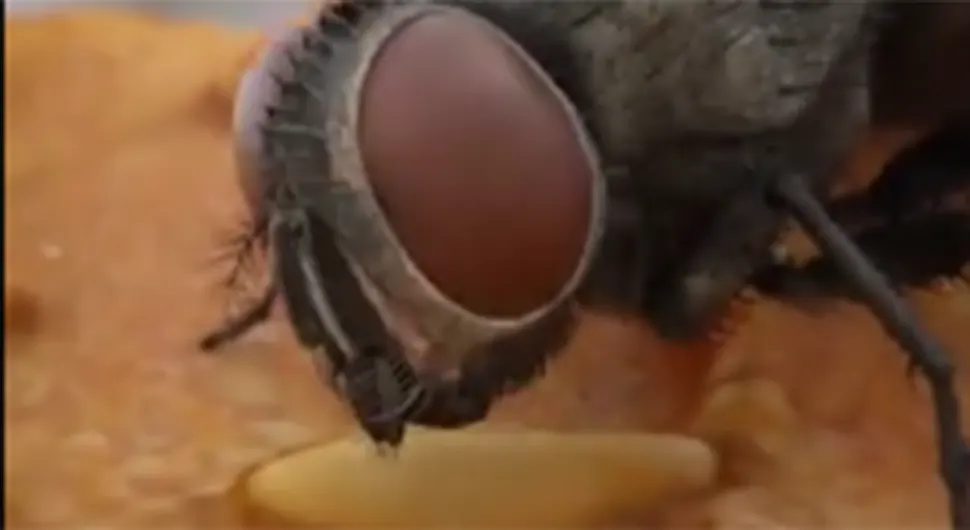 Видео ће вам згадити живот: Шта мува ради кад слети на храну