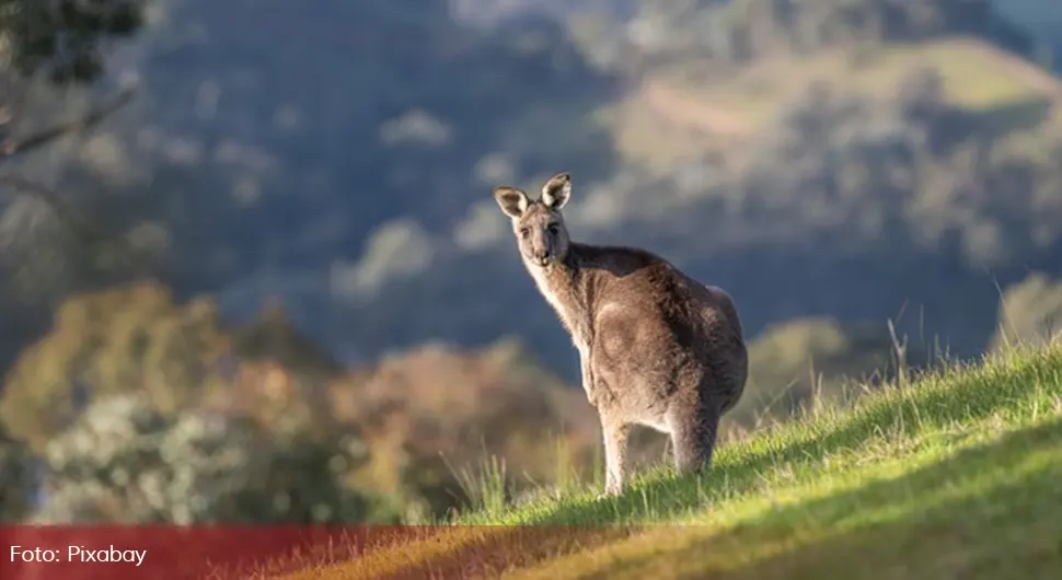 Australija-kengur.webp