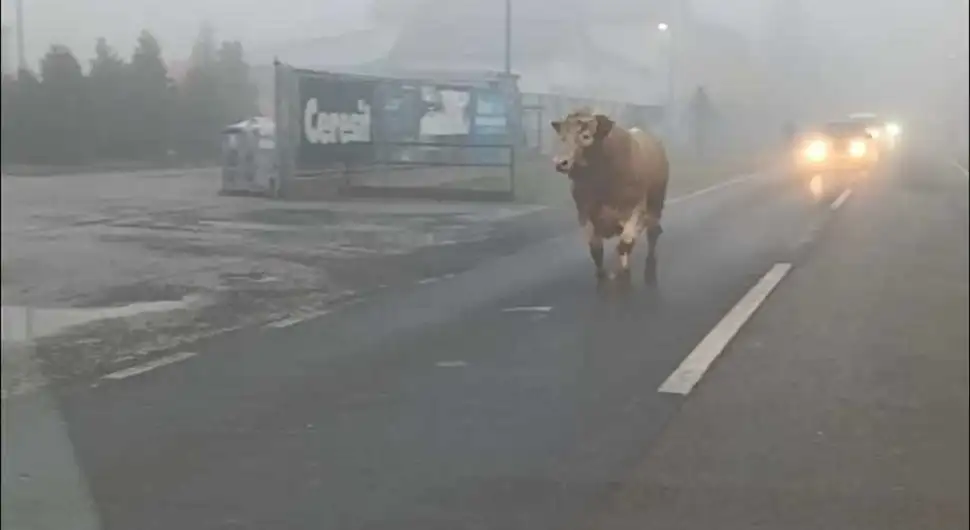 Nesvakidašnja scena: Bik trči ulicom!