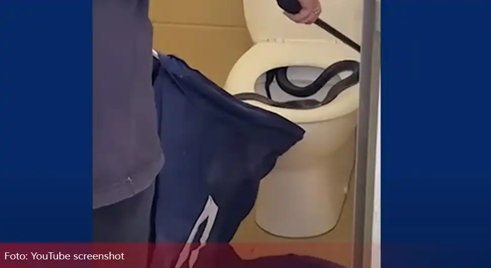 Piton od 3,5 metara iskočio iz šolje i ujeo čoveka za 