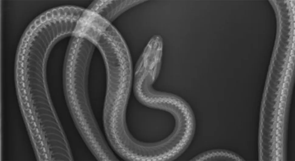 Ветеринаре шокирао предмет који су извадили из утробе змије