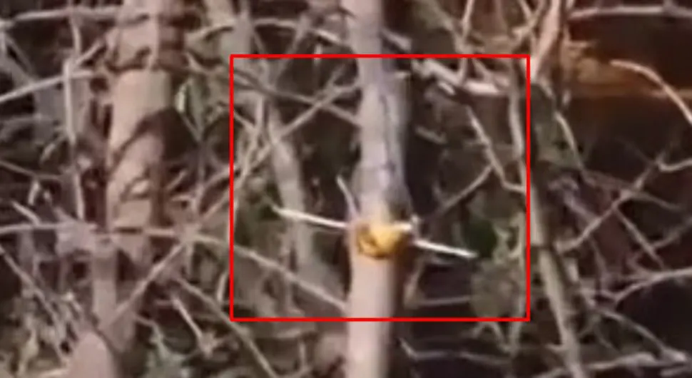 Misteriozan predmet na drvetu pored Vrbasa, Banjalučani sumnjaju u magiju