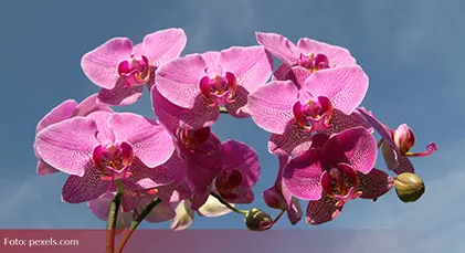 Kako da vam cvjetovi orhideje što duže traju