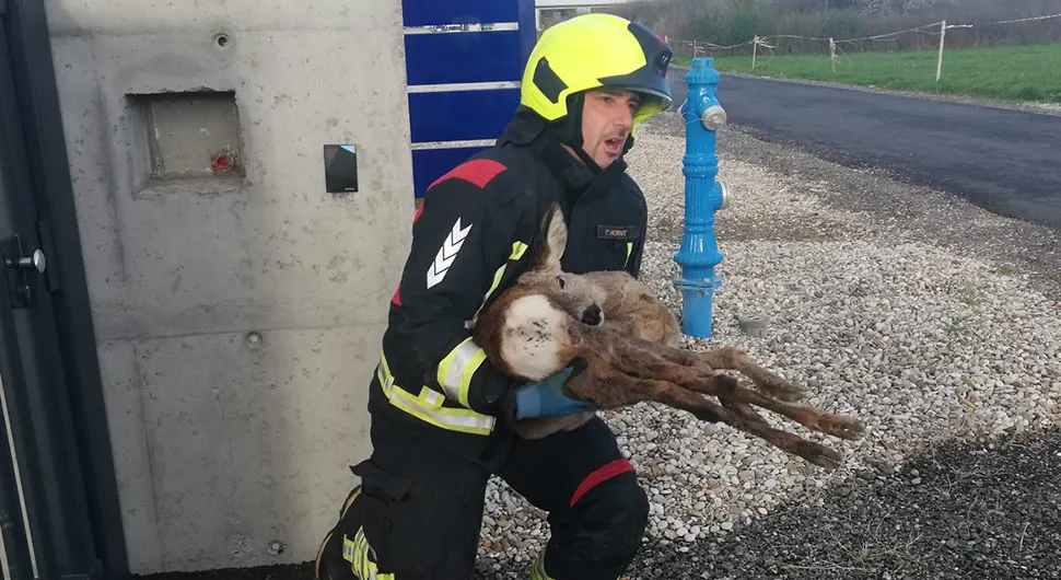 Vatrogasci spasili srnu koja se zaglavila u ogradi