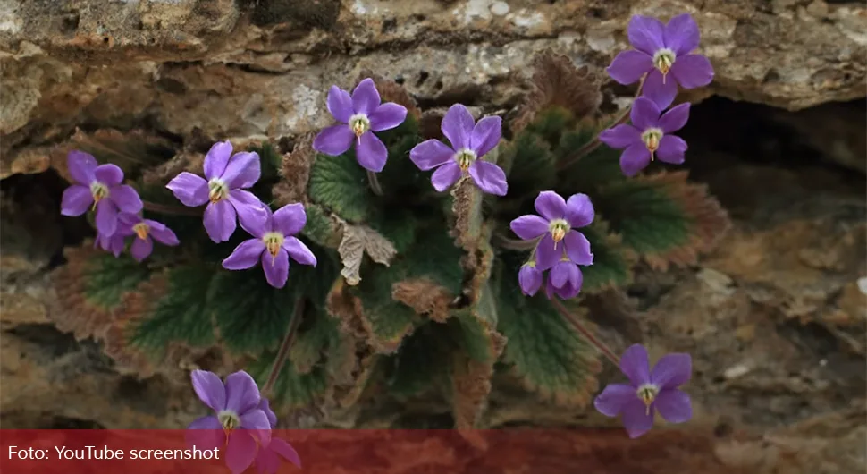 Шест ствари које треба да знате о цвијету Наталијина рамонда