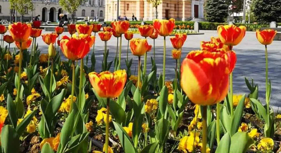Branje tulipana u ovoj zemlji može vas koštati skoro 13.000 evra