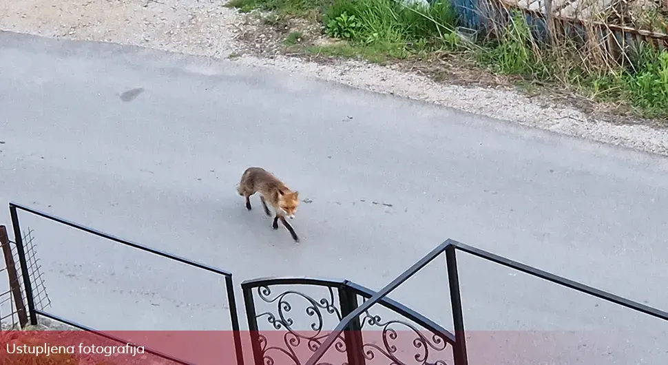 Lisica bezbrižno hoda banjalučkim ulicama