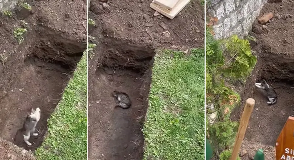 Mačka u grobu Abdulaha Sidrana čudnim ponašanjem iznenadila sve - VIDЕO