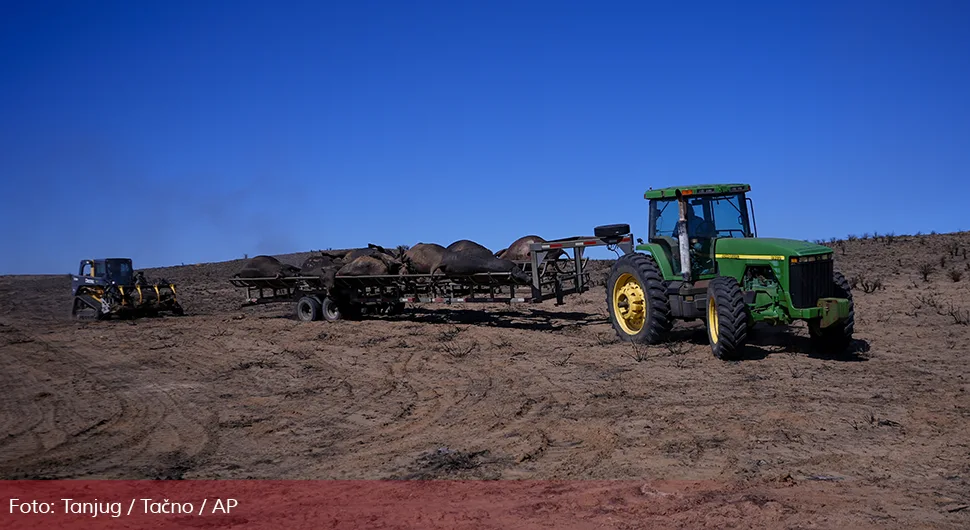 Klimatska kriza u Teksasu: 10.000 krava nestaje u plamenu