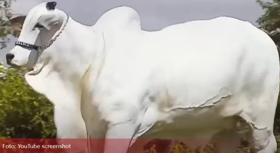 Продата најскупља крава на свијету: Достигла вриједност од преко 4 милиона долара