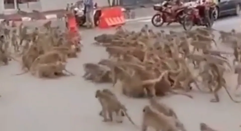Невјероватна сцена: Мајмуни окупирали град