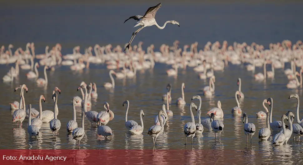 Хиљаде фламингоса на језерима надомак Анкаре