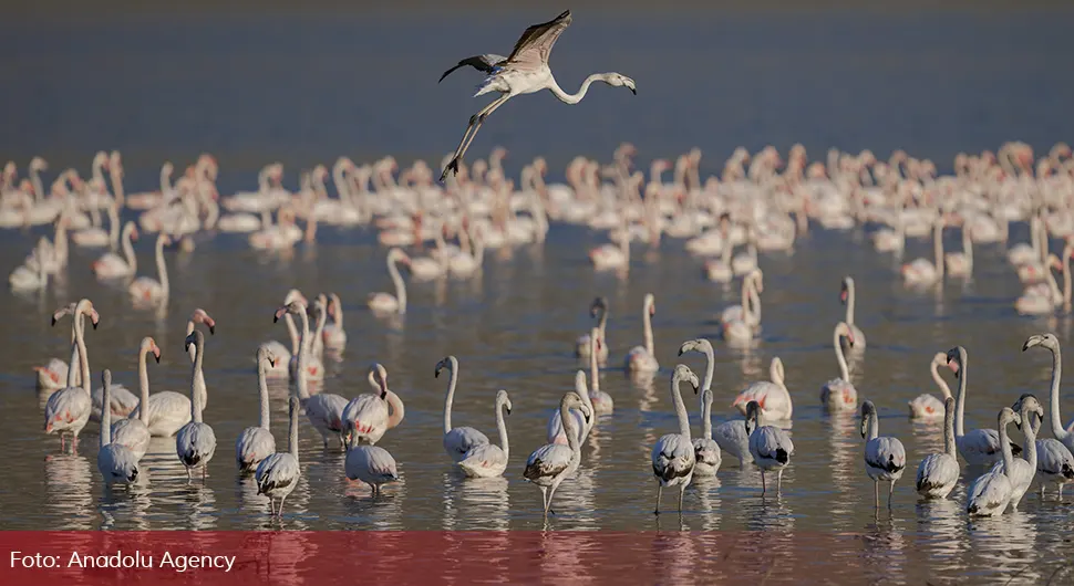 Hiljade flamingosa na jezerima nadomak Ankare