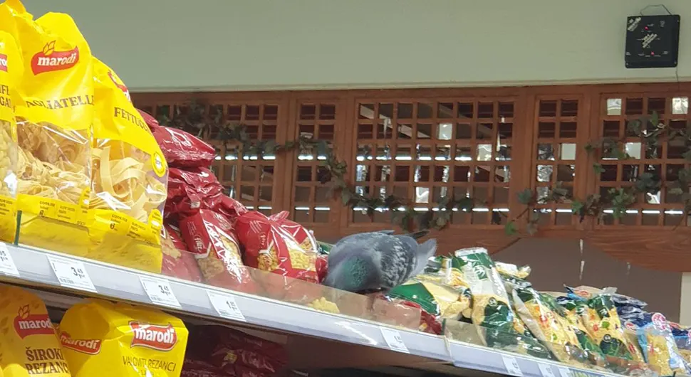 Samo u BiH: Golub jede makarone u marketu