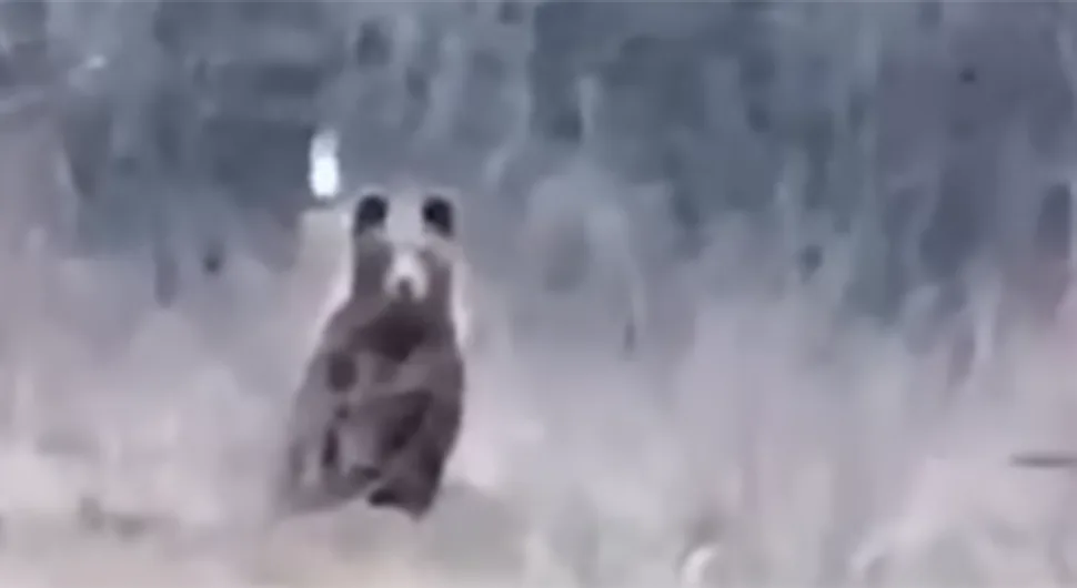 Човјек из села у БиХ се спријатељио са медвједом: 'Ајде руча мој медо
