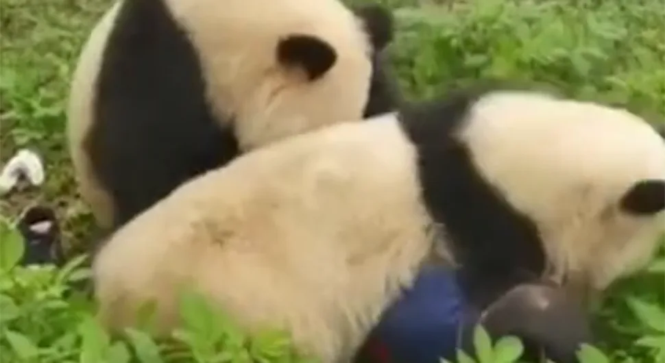 Хорор сцена у зоо-врту: Панде напале чувара