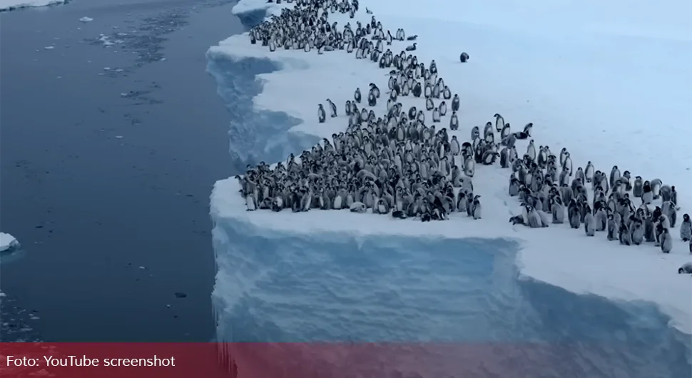 Oko 700 mladih pingvina prvi put skočilo u vode Antarktika