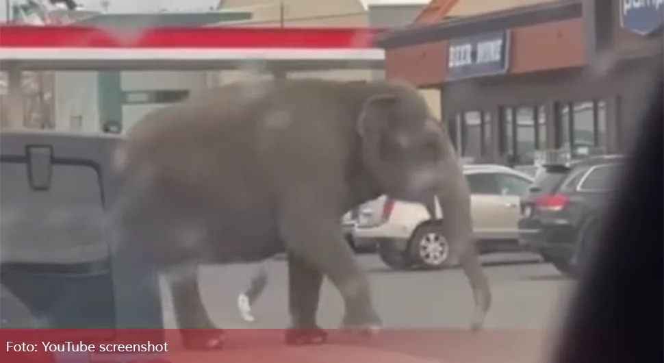 Слоница побјегла из циркуса, па се прошетала градом!