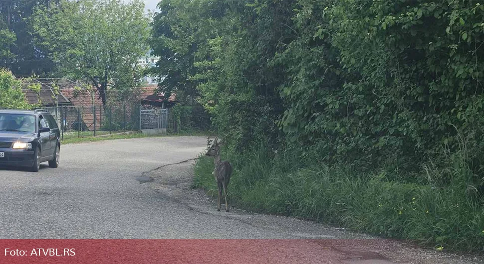 Срна прошетала бањалучким насељем