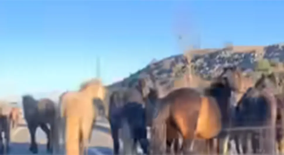 Vozače u BiH oduševio prizor divljih konja: Kada jutro ovako počne