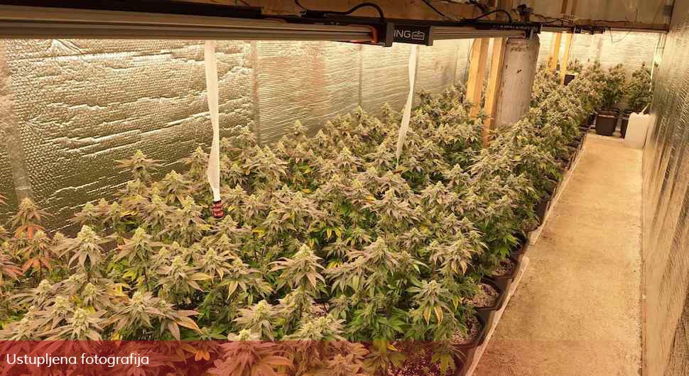 ЕКСКЛУЗИВНО: Погледајте лабораторију марихуане која је откривена у Козаруши