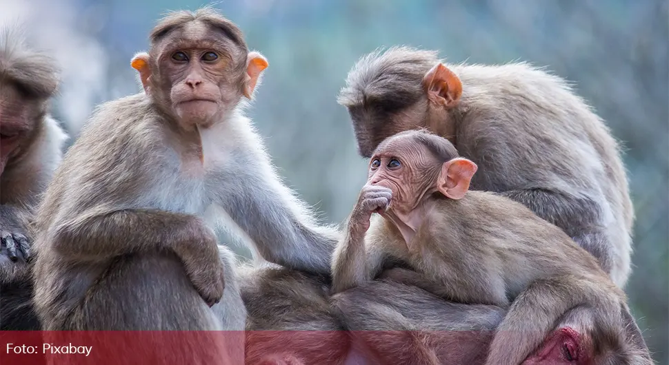 Мајмуни заразили човјека смртоносним вирусом